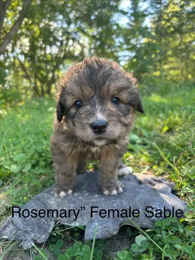 Bernedoodle Cross Puppies!!!, View more