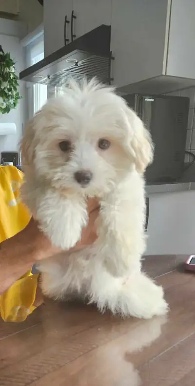 2 Belles Morkies prêt maintenant!, View more