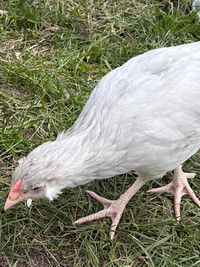  Easter egger cockerel / rooster. PENDING