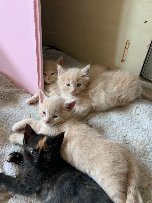 Kittens for adoption to loving home Cats & Kittens for Rehoming