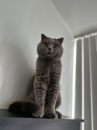 PURE BREED BRITISH SHORTHAIR FEMALE