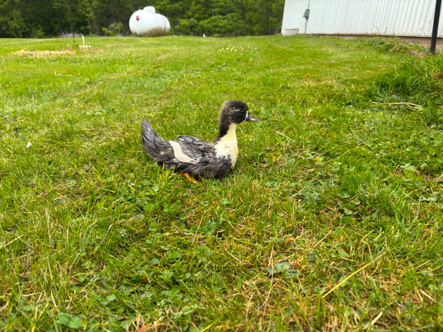 21/2 month old call ducks! in Livestock in Hamilton