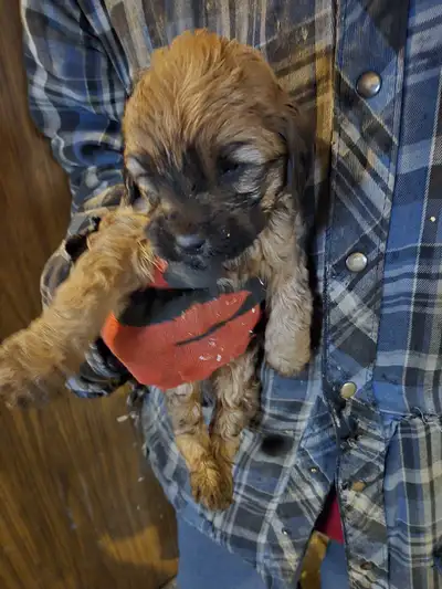 CUTE SMALL AMERICAN COCKAPOO PUPS, View more