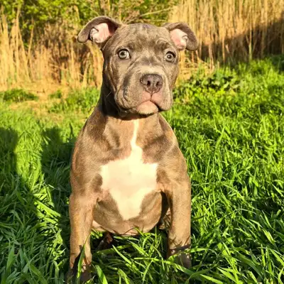 american bulldog puppies available , View more