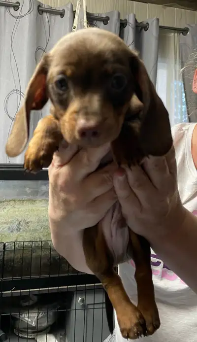 Miniature dachshund puppies, View more