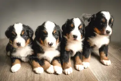 Welcome to the Sweet Bernese family! Our Canadian Kennel Club Registered Purebred Bernese Mountain D...