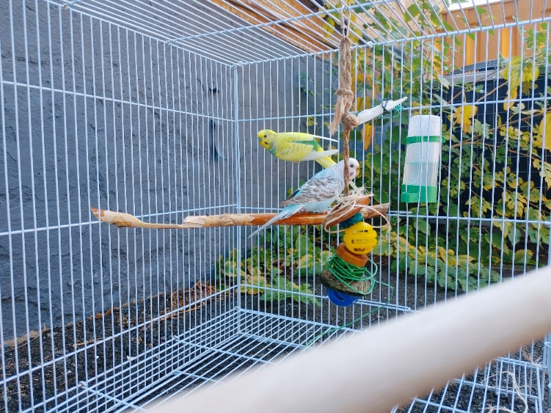 2 parakeets / budgies (male and female) with Cage, Birds for Rehoming