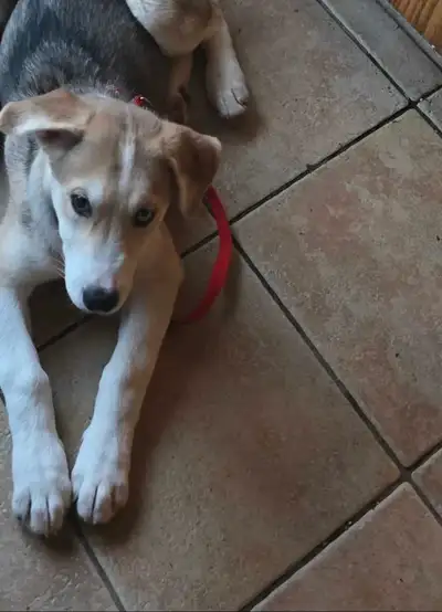 These adorable Husky-Labrador puppies are looking for their forever homes! These playful pups are in...