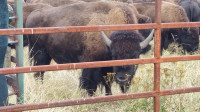 Bison -50 Head- Grass Fed
