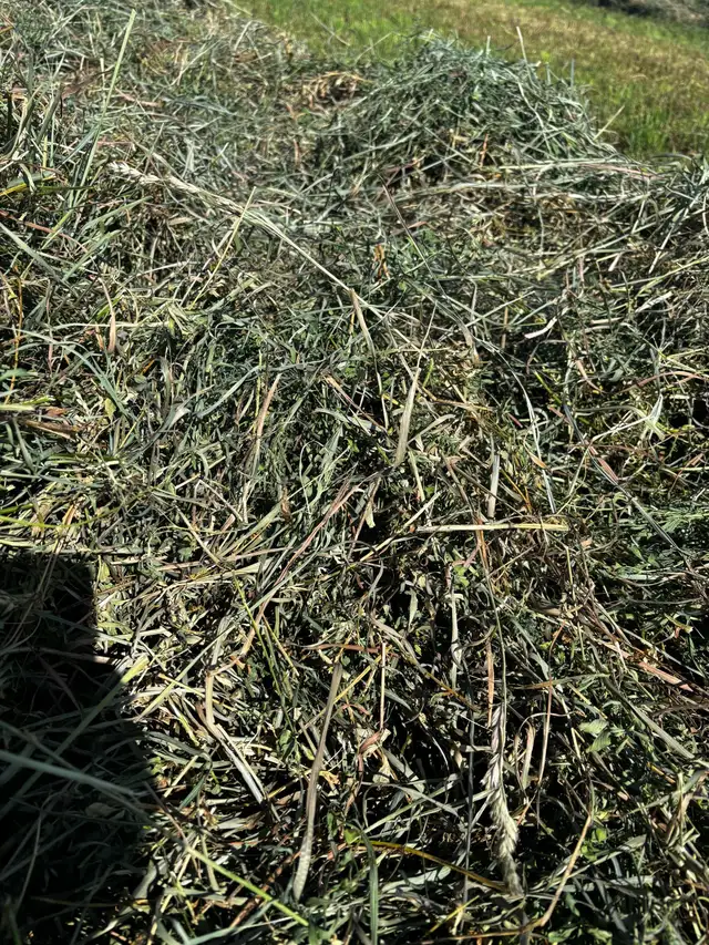 Beautiful Alfalfa Mixed Hay – Ready Now! in Other in Red Deer - Image 5