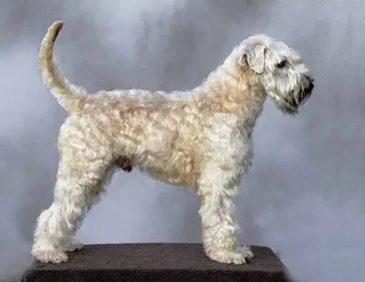 Wheaten Terrier pups CKC registered, View more