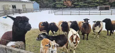 Starter herd for your hobby farm, View more