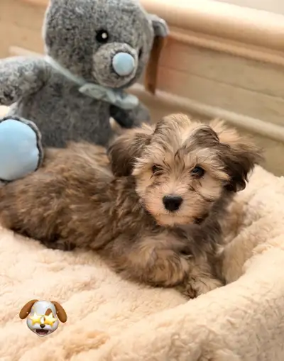 Morkie (Maltese x Yorkie), View more
