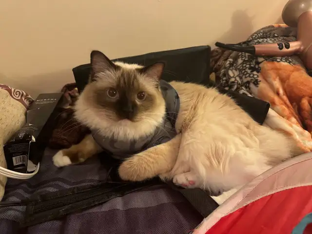 3 Year Old Male Ragdoll for Rehoming