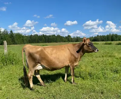 Jersey Milk Cow with Calf, View more