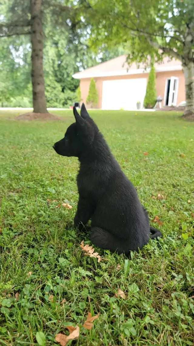 German Shepherd Puppies in Dogs & Puppies for Rehoming in Stratford - Image 3