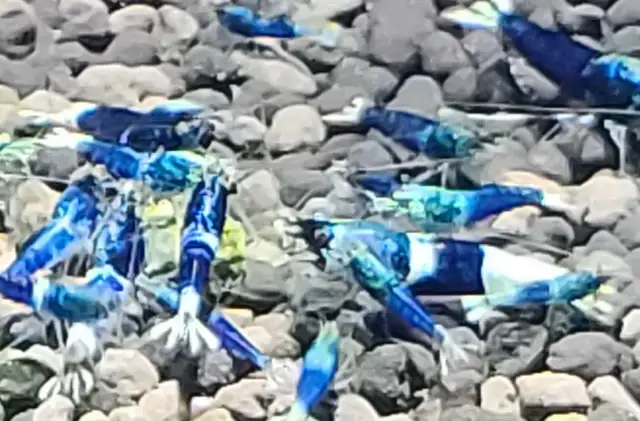 High Quality Caridina Shrimps in Fish for Rehoming in Ottawa - Image 4