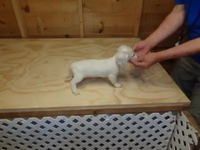 The ad will be edited as any puppy leaves. This is a litter of Long Haired Miniature Dachshunds. Som...