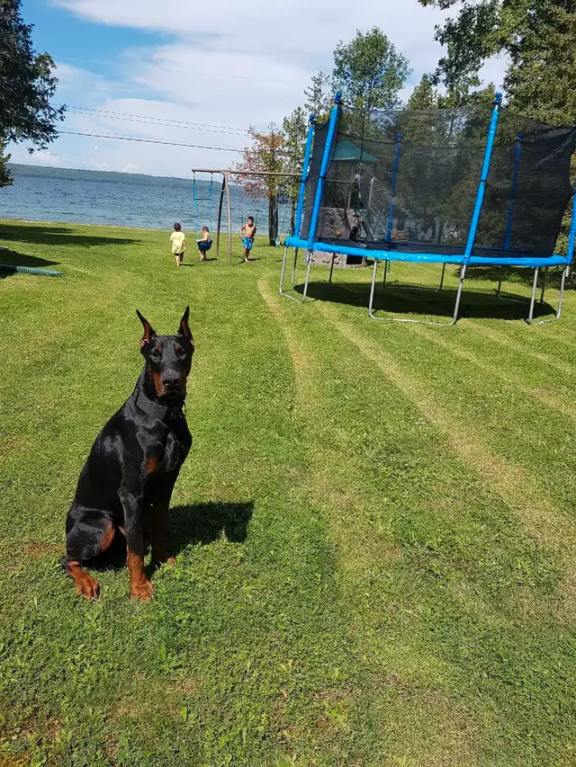 European Dobermans in Dogs & Puppies for Rehoming in City of Toronto - Image 10