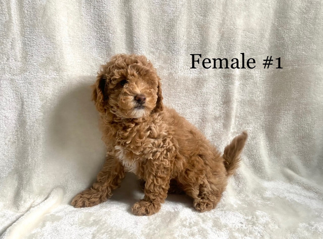 1 LEFT** Purebred Miniature Poodle Puppies !! in Dogs & Puppies for Rehoming in Vernon - Image 4