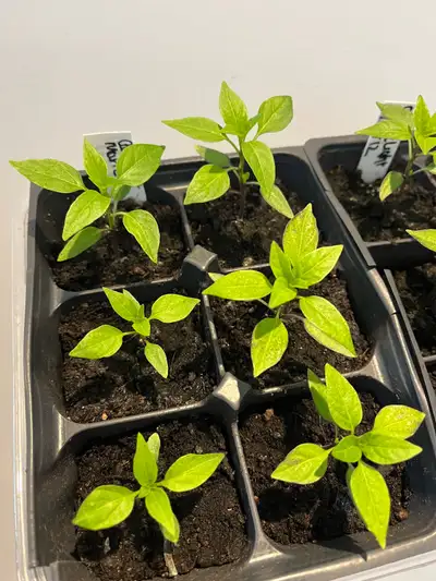 Candle Light Hot Pepper Plants 3” Cell, View more