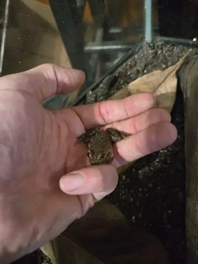 2 juvenile frogs for sale with tank, View more