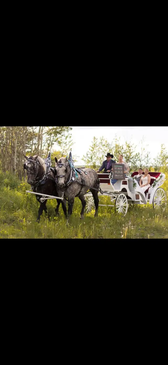 wedding carriage in Equestrian & Livestock Accessories in Dawson Creek - Image 3