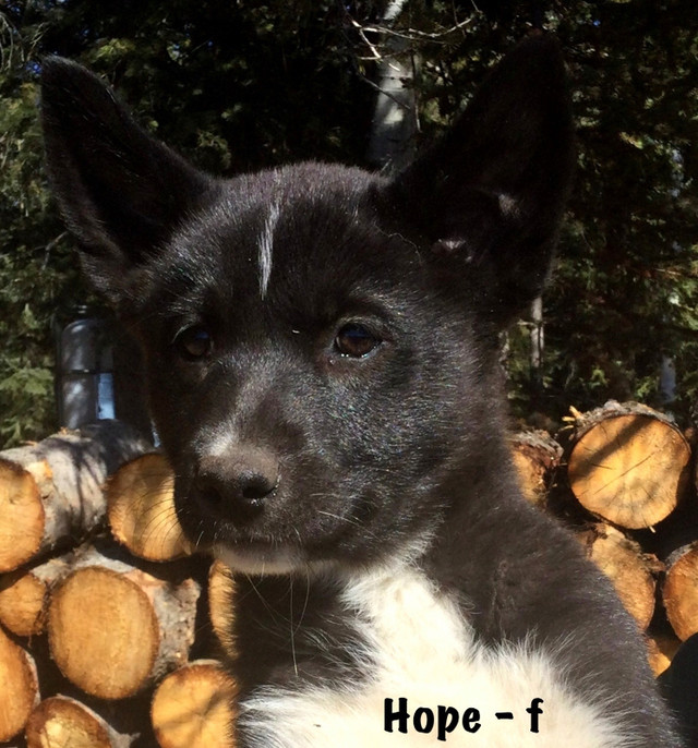 Karelian Bear Dog puppies in Dogs & Puppies for Rehoming in Burns Lake