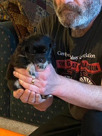 Ready to go-Pomeranian/corgi/chihuahua pups