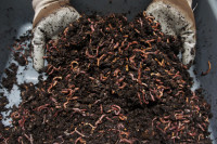 1 LBS Red Wiggler Compost Worms, Cocoons, Castings, Tea Extract<