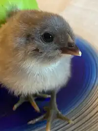 Easter egger / Olive egger chicks