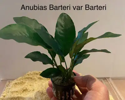 Aquarium Plant: Anubias Barteri var. Barteri , View more