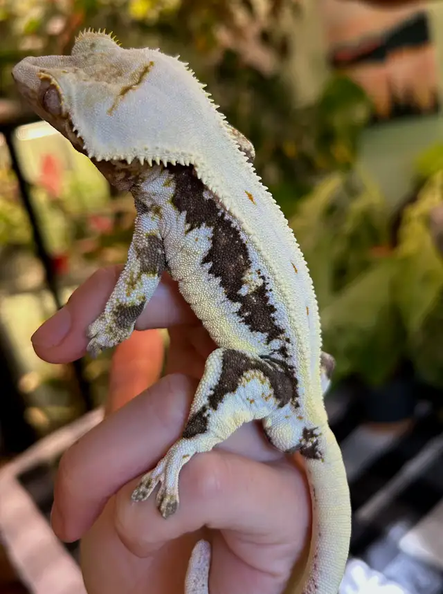 Gecko à Crête male reproducteur lilly white in Reptiles & Amphibians for Rehoming in City of Montréal - Image 2