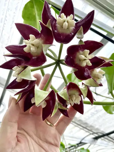 hoya a vendre, View more