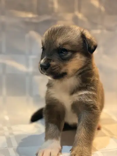 Hello, I have 6 pomsky puppies who will be available for around April 15th. They turned 4 weeks as o...
