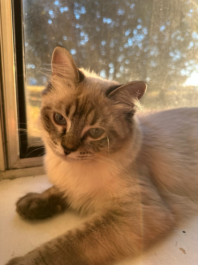 Ragdoll Cats in Cats & Kittens for Rehoming in Fredericton - Image 4