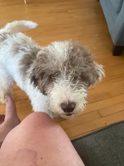 Cockapoo, View more