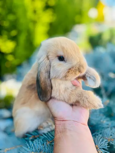 Lapins - bébés ( bélier hollandais )  Mâle , View more