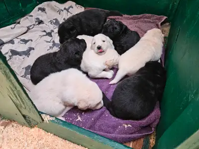 Labrador Retriever x Maremma Puppies, View more