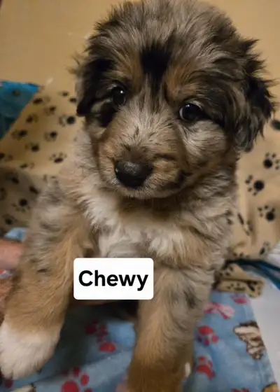 Chiots Berger Australien croisé berger allemand, mâle et femelle, View more