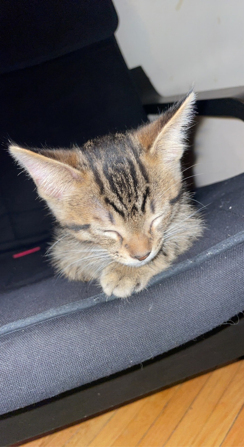 Two half Maine coon kitties Cats & Kittens for Rehoming City of