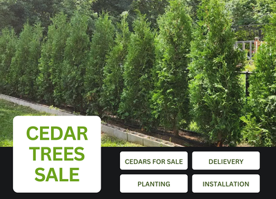 Looking for a natural privacy solution? Something that adds curb appeal and a luxurious feel? Our ce...