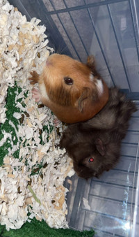 Free 2 year old male Guinea pigs 