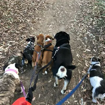 Hello, my name is jason :) I am an experienced dog walker offering walking services for dogs and man...