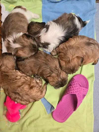 Très beaux et adorables shih tzu SVP bien lire avant de m'écrire Si vous chercher un(e) sublime shih...