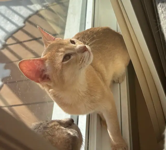 ! ❤️ ! ABYSSIN FAWN ! ❤️ !