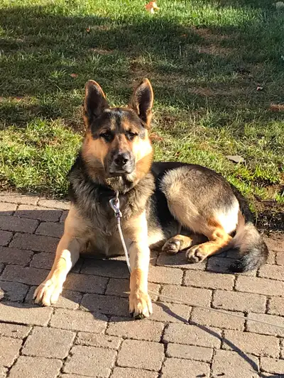 Nous cherchons une bonne famille qui aura le temps et l’énergie pour notre berger allemand, Nous man...