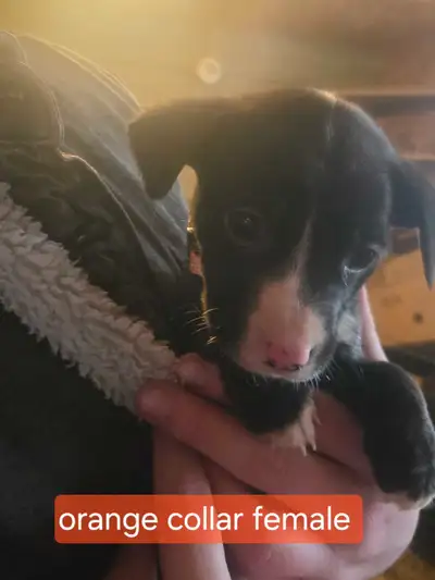 mix breed puppies, View more