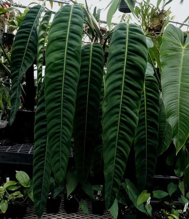 patricia plant in Plants, Fertilizer & Soil in City of Toronto - Image 2