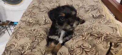 Yorkie puppies, View more